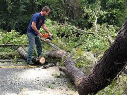 Why Choose Our Tree Removal Services in Cape Coral, FL?