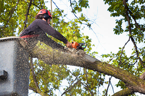 Best Tree Maintenance Programs  in Cape Coral, FL